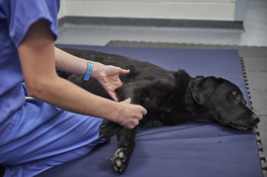 west midlands veterinary referrals physiotherapy sessions