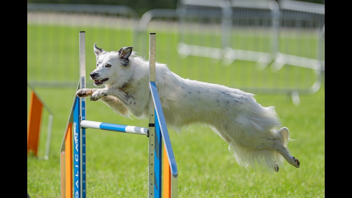 Lame Agility Dog Back on All Paws Thanks To West Midlands Referrals