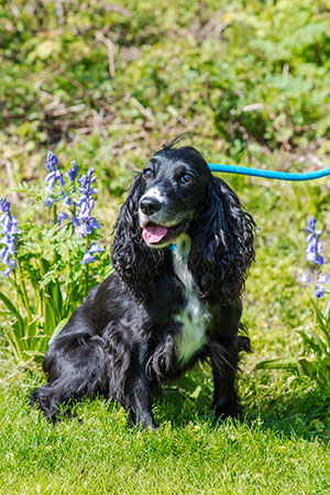 spaniel with bluebells