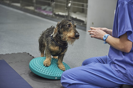 west midlands veterinary referrals physiotherapy