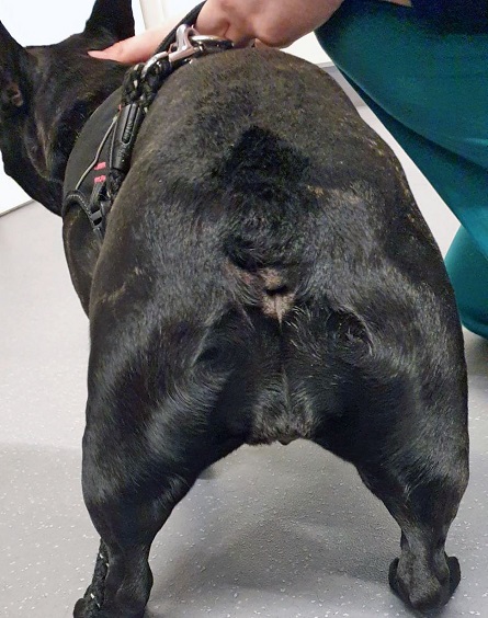 French Bulldog’s ‘Screw Tail’ Amputated