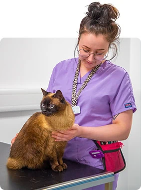 nurse cat cutout