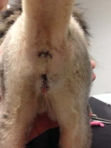 Perineal urethrostomy