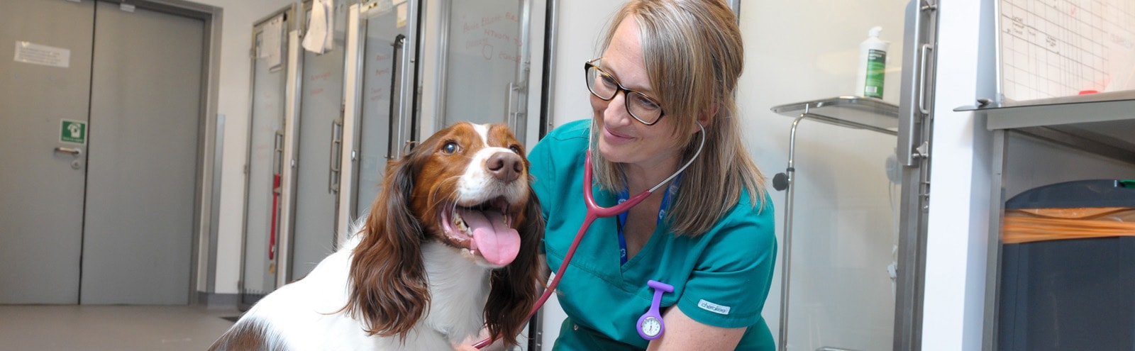 Questions and answers about veterinary hospital pet care