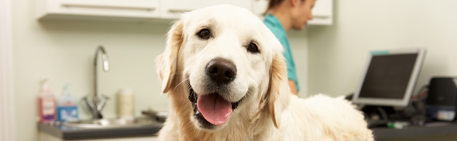 Latest news from West Midlands Veterinary Referrals